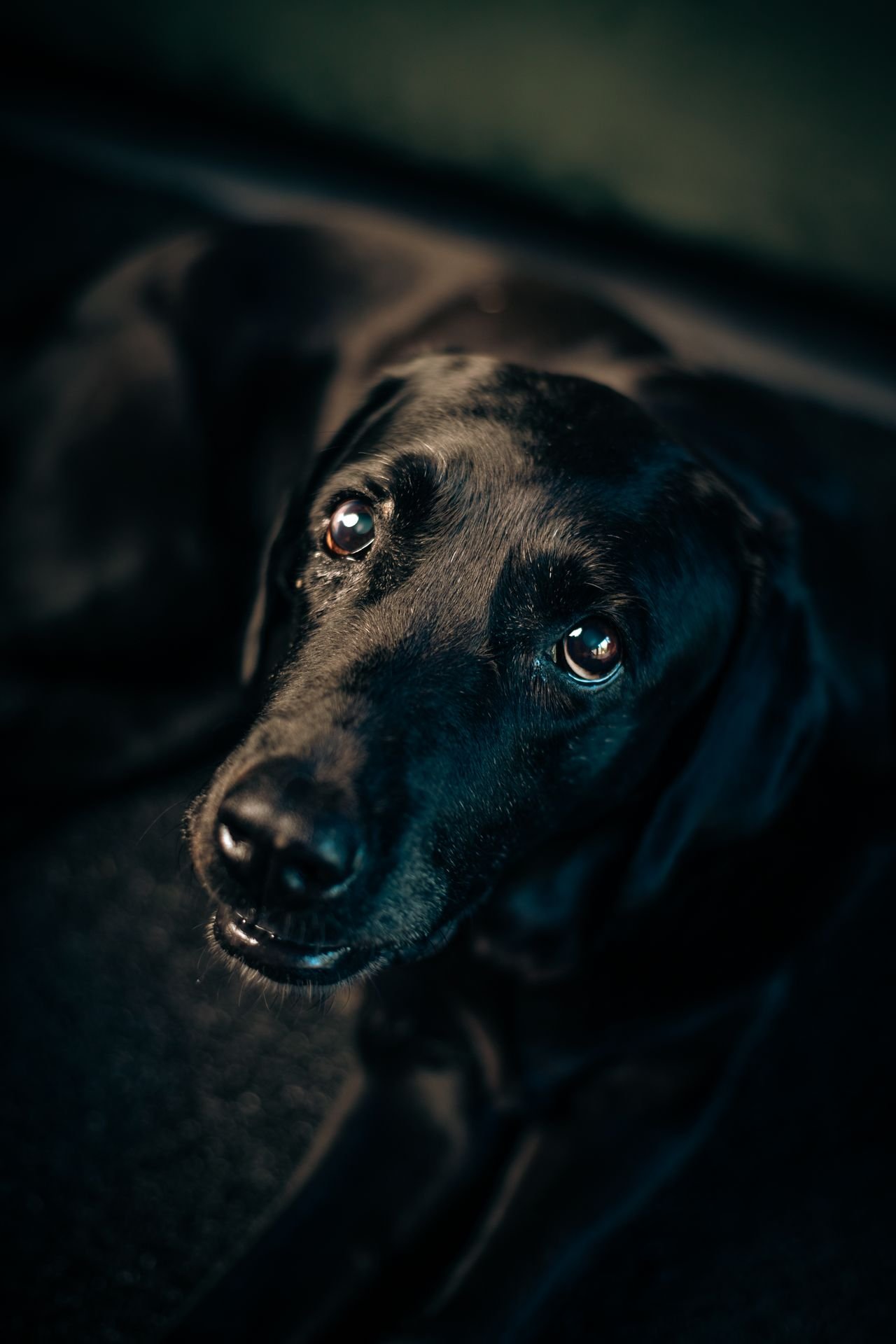 Labradog Breed - Image 3