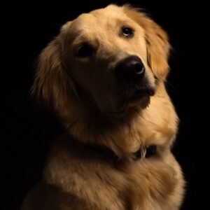 Labradog Breed