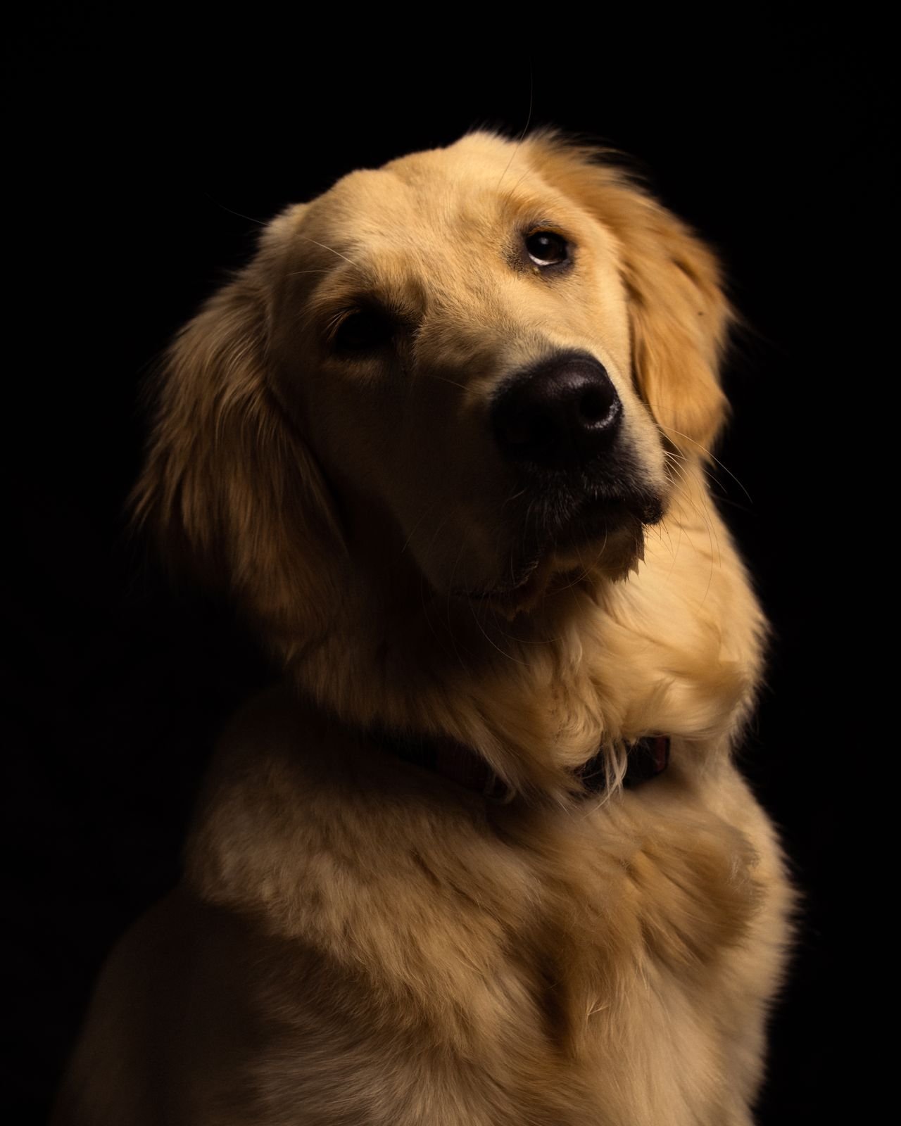 Labradog Breed