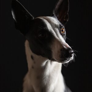 Basenji Breed